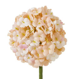 Hill Interiors The Natural Garden Collection Allium Artificial Flower Apricot/white (One Size) - thumbnail 2