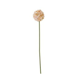 Hill Interiors The Natural Garden Collection Allium Artificial Flower Apricot/white (One Size)