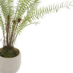 Hill Interiors Uk Homeliving White Potted Boston Fern - thumbnail 2