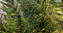 Christmas Tree World The 270Cm Pre-Lit Arbor Vitae Garland - thumbnail 3