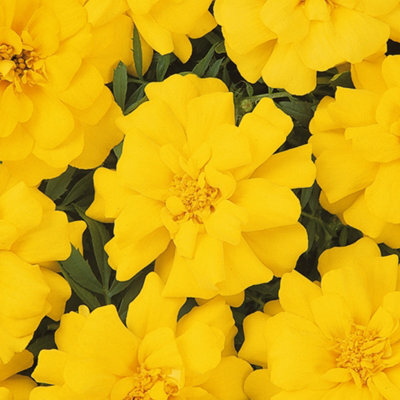 Gardeners Dream Marigold French Durango Yellow Colourful Flowering Bedding Plants 6 Pack - image 1