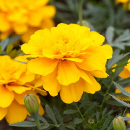Gardeners Dream Marigold French Durango Yellow Colourful Flowering Bedding Plants 6 Pack - thumbnail 4