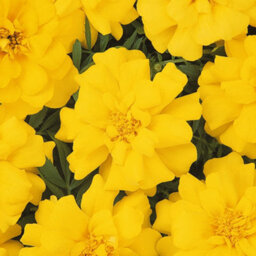 Gardeners Dream Marigold French Durango Yellow Colourful Flowering Bedding Plants 6 Pack - thumbnail 1