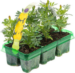 Gardeners Dream Marigold French Durango Yellow Colourful Flowering Bedding Plants 6 Pack - thumbnail 2