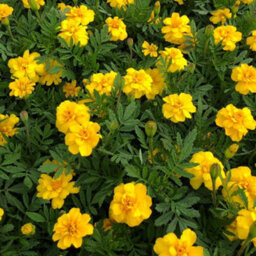 Gardeners Dream Marigold French Durango Yellow Colourful Flowering Bedding Plants 6 Pack - thumbnail 3