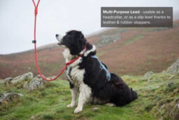 Dna Dogwear Ascent Figure Of 8 Lead Ds Std - thumbnail 5