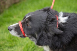 Dna Dogwear Ascent Figure Of 8 Lead Ds Std - thumbnail 4