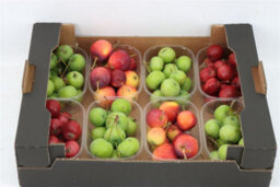 Green Ornamental Crab Apples - Decorative Fruit - thumbnail 7