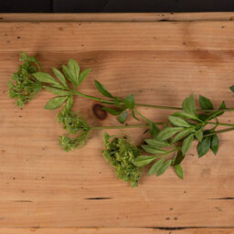 Wyld Haus Set Of 3 Artificial Cow Parsley (Ammi) Stems Green Faux Flowers - thumbnail 4