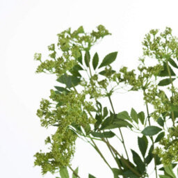 Wyld Haus Set Of 3 Artificial Cow Parsley (Ammi) Stems Green Faux Flowers - thumbnail 3