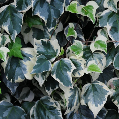 Thompson & Morgan Hedera Algeriensis Gloire De Marengo - Evergreen Ivy Climber Ground Cover Low Maintenance Wildlife Friendly 2X15Cm Pots - image 1