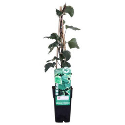Thompson & Morgan Hedera Algeriensis Gloire De Marengo - Evergreen Ivy Climber Ground Cover Low Maintenance Wildlife Friendly 2X15Cm Pots - thumbnail 2