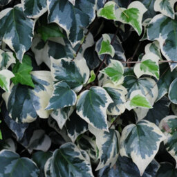 Thompson & Morgan Hedera Algeriensis Gloire De Marengo - Evergreen Ivy Climber Ground Cover Low Maintenance Wildlife Friendly 2X15Cm Pots - thumbnail 1