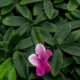 Greenbrokers Artificial Green Plant Wall Hedge With Green Leaf Foliage & Purple Flowers-Uv Stable (Pack Of 4) (1M X 1M) - thumbnail 4