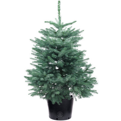 4Ft Blue Spruce Pot Grown Christmas Tree - Real Living Potted Plant