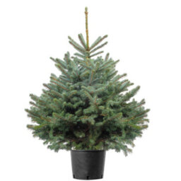 4Ft Blue Spruce Pot Grown Christmas Tree - Real Living Potted Plant - thumbnail 3