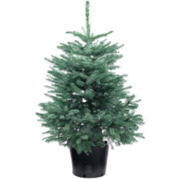 4Ft Blue Spruce Pot Grown Christmas Tree - Real Living Potted Plant - thumbnail 1