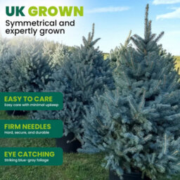 4Ft Blue Spruce Pot Grown Christmas Tree - Real Living Potted Plant - thumbnail 4