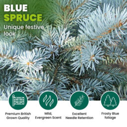 4Ft Blue Spruce Pot Grown Christmas Tree - Real Living Potted Plant - thumbnail 5