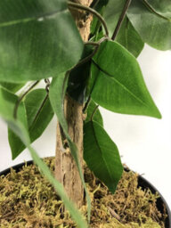 Leaf Artificial Ficus Tree Plant Green Bushy Ficus 120Cm Gold Metal Planter - thumbnail 2