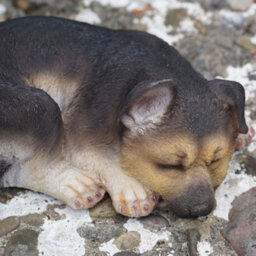Burgess Sleeping Alsatian Resin Sculpture Home Garden Puppy Dog Statue Outdoor Ornament British Laying Pet Gift - thumbnail 3