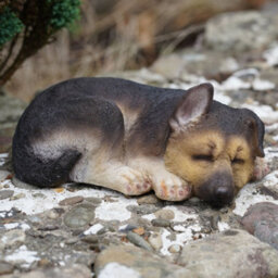 Burgess Sleeping Alsatian Resin Sculpture Home Garden Puppy Dog Statue Outdoor Ornament British Laying Pet Gift - thumbnail 2