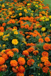 Tagetes Texana Elite Mix 12 Mini Plug Plant Bedding Pot Marigold - thumbnail 1