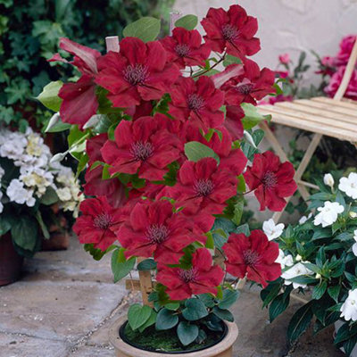 You Garden Patio Clematis 'nubia Boulevard' In A 10.5Cm Pot Supplied As An Established Red Clematis Garden Ready Climbing Plants - image 1