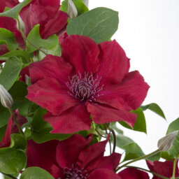 You Garden Patio Clematis 'nubia Boulevard' In A 10.5Cm Pot Supplied As An Established Red Clematis Garden Ready Climbing Plants - thumbnail 3