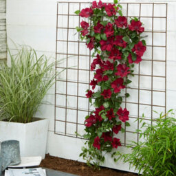 You Garden Patio Clematis 'nubia Boulevard' In A 10.5Cm Pot Supplied As An Established Red Clematis Garden Ready Climbing Plants - thumbnail 4