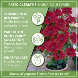 You Garden Patio Clematis 'nubia Boulevard' In A 10.5Cm Pot Supplied As An Established Red Clematis Garden Ready Climbing Plants - thumbnail 6