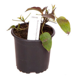 You Garden Patio Clematis 'nubia Boulevard' In A 10.5Cm Pot Supplied As An Established Red Clematis Garden Ready Climbing Plants - thumbnail 5