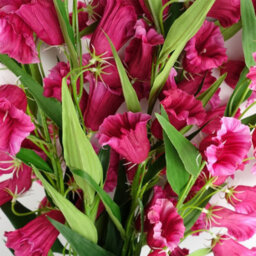 Leaf Pack Of 6 X 100Cm Trumpet Artificial Flower Stem Fuchsia Pink - thumbnail 3