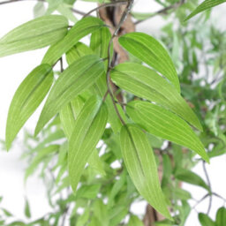 140Cm Leaf Realistic Artificial Japanese Fruticosa Ficus Tree, Green Copper - thumbnail 4