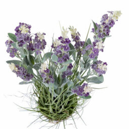 Homescapes Artificial Purple Handcrafted Lavender Plant In Decorative Metallic Ceramic Pot, 66 Cm - thumbnail 5