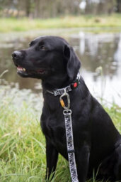 Dna Dogwear Summit Pro Lead Ml Hare 1.5M