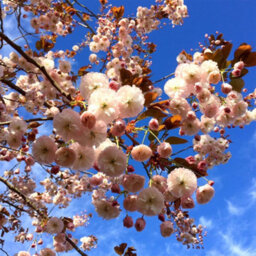 Gardeners Dream Prunus Shirofugen Tree - Beautiful Pink Flowers, Ornamental, Hardy (5-6Ft) - thumbnail 3