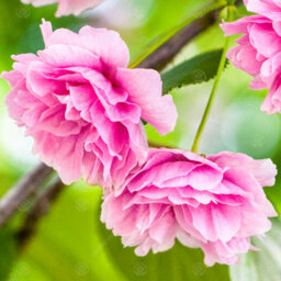 Gardeners Dream Prunus Shirofugen Tree - Beautiful Pink Flowers, Ornamental, Hardy (5-6Ft) - thumbnail 1