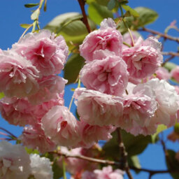 Gardeners Dream Prunus Shirofugen Tree - Beautiful Pink Flowers, Ornamental, Hardy (5-6Ft) - thumbnail 2