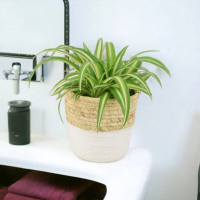 Chlorophytum Spider Plant 12Cm Air Purifying Hanging Ceramic White Macrame