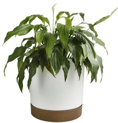 B2C Round Flower Pot Planter With Saucer Indoor Outdoor Two Tone Matt Modern Decor 14.5L (D292mm X H283mm) White - image 1