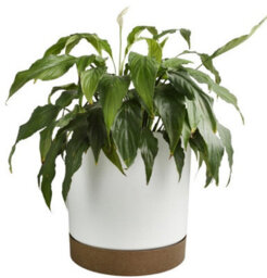 B2C Round Flower Pot Planter With Saucer Indoor Outdoor Two Tone Matt Modern Decor 14.5L (D292mm X H283mm) White - thumbnail 1