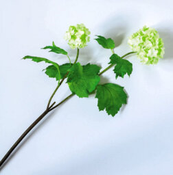 Bloom Artificial Single Cream Guelder Rose Branch - Faux Silk Flower Indoor Home Decoration Floral Arrangements - Measures L60Cm - thumbnail 1