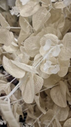 Deenz Set Of 2 Stems Metallic Silk Leaves Eucalyptus Spray Coated In Plastic Artificial Plant Rustic Centrepiece Cream 90X20X8 Cm - thumbnail 3