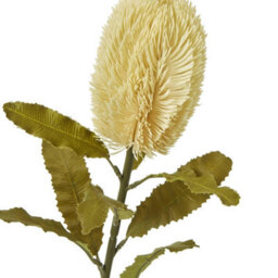 Hill Interiors Banksia Serrata Artificial Flower Cream (One Size) - thumbnail 2