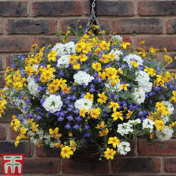 Thompson & Morgan Sherbet Lemon Preplanted Hanging Basket/potted Plant 14Inch (35Cm) - thumbnail 2