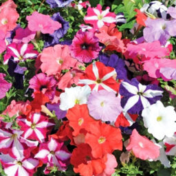 Carbeth Plants Petunia Mixed Bedding Plants 2 X 6 Pack - Outdoor Garden Flowers Ready To Plant - Perfect For Hanging Baskets, Pots & Borders - thumbnail 2