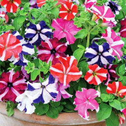 Carbeth Plants Petunia Mixed Bedding Plants 2 X 6 Pack - Outdoor Garden Flowers Ready To Plant - Perfect For Hanging Baskets, Pots & Borders - thumbnail 3