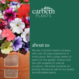 Carbeth Plants Petunia Mixed Bedding Plants 2 X 6 Pack - Outdoor Garden Flowers Ready To Plant - Perfect For Hanging Baskets, Pots & Borders - thumbnail 6
