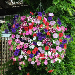 Carbeth Plants Petunia Mixed Bedding Plants 2 X 6 Pack - Outdoor Garden Flowers Ready To Plant - Perfect For Hanging Baskets, Pots & Borders - thumbnail 4